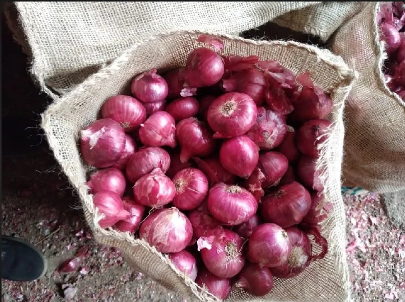 Fresh onions for trade supply