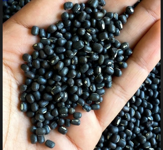 Urad lentils